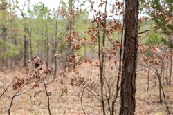 property photo for Stone Bridge Phase III Tract 199, 17.94 acres for sale in LatimerHaskell County, Oklahoma