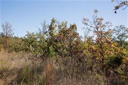 property photo for Stone Creek Phase I Tract 173, 15.01 acres for sale in Latimer County, Oklahoma