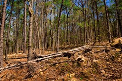 property photo for Stone Creek Phase II Tract 191, 5.81 acres for sale in Latimer County, Oklahoma