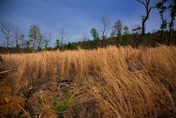 property photo for Stone Creek Phase II Tract 203, 21.3 acres for sale in Latimer County, Oklahoma