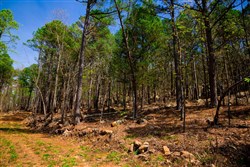 property photo for Stone Creek Phase II Tract 214, 15.9 acres for sale in Latimer County, Oklahoma