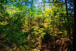 property photo for Stone Creek Phase II Tract 217, 6.98 acres for sale in Latimer County, Oklahoma