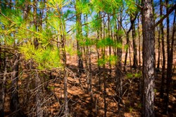 property photo for Stone Creek Phase II Tract 98, 9.71 acres for sale in Latimer County, Oklahoma