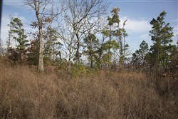 property photo for Stone Creek Phase III Tract 89, 14.97 acres for sale in Latimer County, Oklahoma