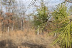 property photo for Stone Creek Phase III Tract 90, 13.57 acres for sale in Latimer County, Oklahoma