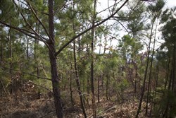 property photo for Stone Creek Phase III Tract 90, 13.57 acres for sale in Latimer County, Oklahoma
