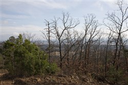 property photo for Stone Creek Phase III Tract 90, 13.57 acres for sale in Latimer County, Oklahoma