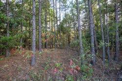 property photo for Stone Bridge Phase I Tract 43, 13.47 acres for sale in LatimerHaskell County, Oklahoma