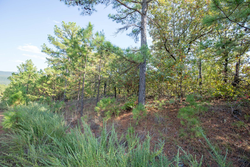 property photo for Stone Bridge Phase I Tract 55, 8.99 acres for sale in LatimerHaskell County, Oklahoma