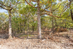 property photo for Stone Bridge Phase I Tract 58, 26.86 acres for sale in LatimerHaskell County, Oklahoma