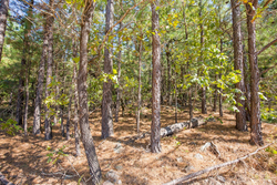 property photo for Stone Bridge Phase I Tract 71, 59.64 acres for sale in LatimerHaskell County, Oklahoma