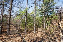 property photo for Stone Bridge Phase II Tract 100, 19.7 acres for sale in LatimerHaskell County, Oklahoma