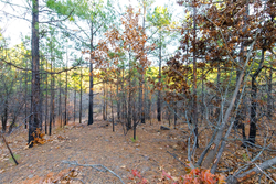 property photo for Stone Bridge Phase II Tract 119, 14.84 acres for sale in LatimerHaskell County, Oklahoma