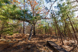 property photo for Stone Bridge Phase II Tract 128, 65.45 acres for sale in LatimerHaskell County, Oklahoma