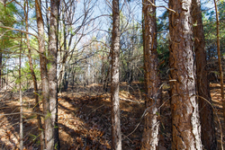 property photo for Stone Bridge Phase II Tract 129, 78.92 acres for sale in LatimerHaskell County, Oklahoma