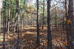property photo for Stone Bridge Phase II Tract 129, 78.92 acres for sale in LatimerHaskell County, Oklahoma