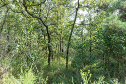 property photo for Stone Bridge Phase V Tract 347, 6.7 acres for sale in LatimerHaskell County, Oklahoma