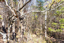 property photo for Stone Bridge Reserve Tract 11, 2.94 acres for sale in LatimerHaskell County, Oklahoma