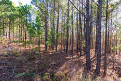 property photo for Stone Bridge Reserve Tract 4, 8.2 acres for sale in LatimerHaskell County, Oklahoma