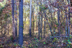 property photo for Stone Bridge Reserve Tract 9, 6.5 acres for sale in LatimerHaskell County, Oklahoma