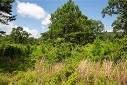 property photo for Tyler Stone Ranch Tract 28, 8.6 acres for sale in Leflore County, Oklahoma
