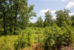 property photo for Tyler Stone Ranch Tract 41, 6.06 acres for sale in Leflore County, Oklahoma