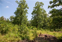 property photo for Tyler Stone Ranch Tract 41, 6.06 acres for sale in Leflore County, Oklahoma
