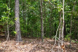 property photo for Tyler Stone Ranch Tract 52, 9.65 acres for sale in Leflore County, Oklahoma