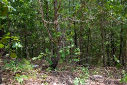 property photo for Tyler Stone Ranch Tract 52, 9.65 acres for sale in Leflore County, Oklahoma