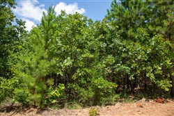 property photo for Tyler Stone Ranch Tract 58, 5.13 acres for sale in Leflore County, Oklahoma