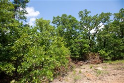 property photo for Tyler Stone Ranch Tract 58, 5.13 acres for sale in Leflore County, Oklahoma