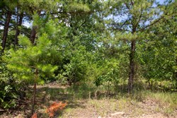 property photo for Tyler Stone Ranch Tract 58, 5.13 acres for sale in Leflore County, Oklahoma