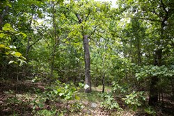 property photo for Tyler Stone Ranch Tract 62, 6.46 acres for sale in Leflore County, Oklahoma