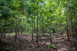 property photo for Tyler Stone Ranch Tract 62, 6.46 acres for sale in Leflore County, Oklahoma