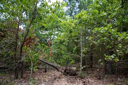 property photo for Tyler Stone Ranch Tract 62, 6.46 acres for sale in Leflore County, Oklahoma