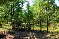 property photo for Tyler Stone Ranch Tract 74, 7.96 acres for sale in Leflore County, Oklahoma