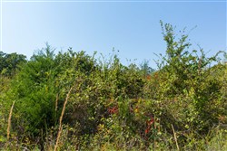 property photo for Canyon Creek Tract 17, 6.38 acres for sale in Lincoln County, Oklahoma