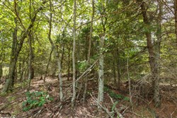 property photo for Timber Ridge Tract 13, 3.1 acres for sale in McIntosh County, Oklahoma