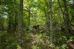 property photo for Timber Ridge Tract 43, 2.66 acres for sale in McIntosh County, Oklahoma