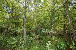 property photo for Timber Ridge Tract 43, 2.66 acres for sale in McIntosh County, Oklahoma