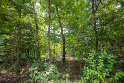 property photo for Timber Ridge Tract 44, 2.66 acres for sale in McIntosh County, Oklahoma