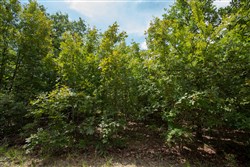 property photo for Timber Ridge Tract 44, 2.66 acres for sale in McIntosh County, Oklahoma