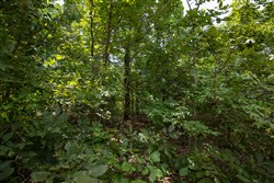 property photo for Timber Ridge Tract 44, 2.66 acres for sale in McIntosh County, Oklahoma