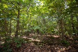 property photo for Timber Ridge Tract 44, 2.66 acres for sale in McIntosh County, Oklahoma