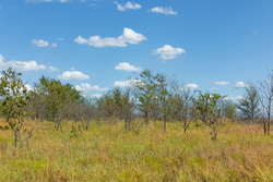 property photo for Gracyn Meadows Tract 12, 3.96 acres for sale in Okfuskee County, Oklahoma