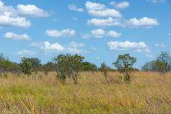 property photo for Gracyn Meadows Tract 12, 3.96 acres for sale in Okfuskee County, Oklahoma