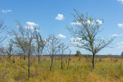 property photo for Gracyn Meadows Tract 12, 3.96 acres for sale in Okfuskee County, Oklahoma