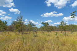 property photo for Gracyn Meadows Tract 12, 3.96 acres for sale in Okfuskee County, Oklahoma