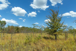 property photo for Gracyn Meadows Tract 12, 3.96 acres for sale in Okfuskee County, Oklahoma