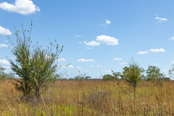 property photo for Gracyn Meadows Tract 13, 4.07 acres for sale in Okfuskee County, Oklahoma